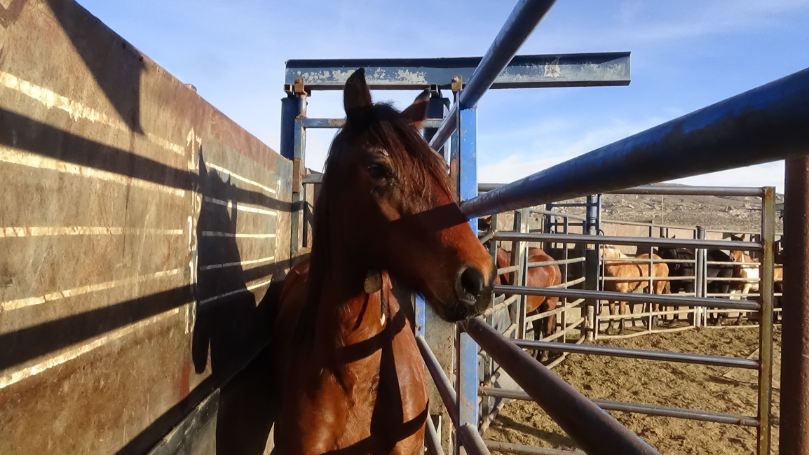 Wild Horse and Burro Online Corral - 8 YEAR OLD BAY FEMALE HORSE (2457)