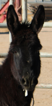 Wild Horse and Burro Online Corral - 3 YEAR OLD BLACK FEMALE BURRO (8830)