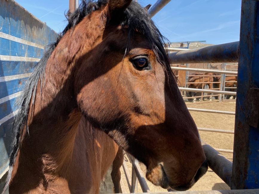 Wild Horse And Burro Online Corral