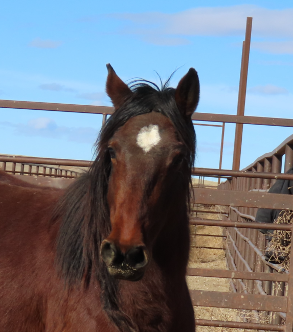 Wild Horse and Burro Online Corral