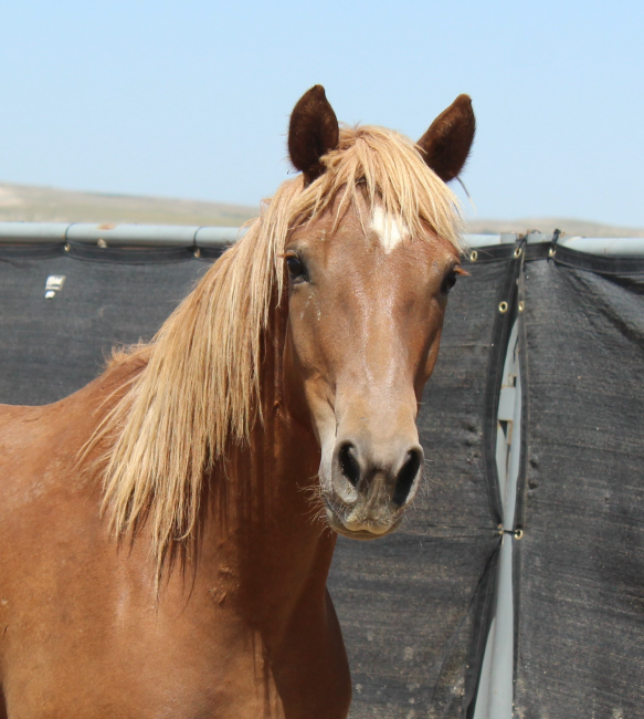 Wild Horse and Burro Online Corral