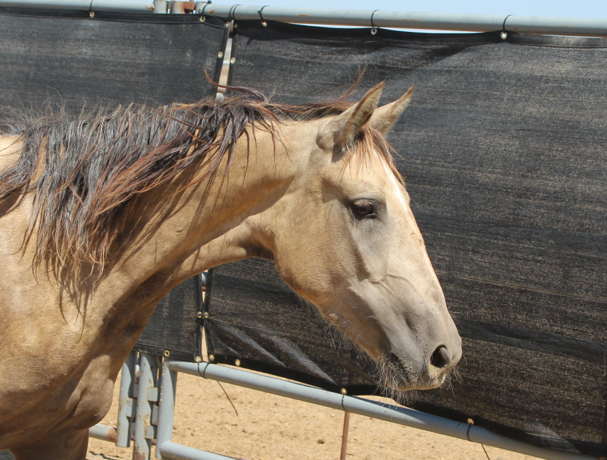 Wild Horse and Burro Online Corral