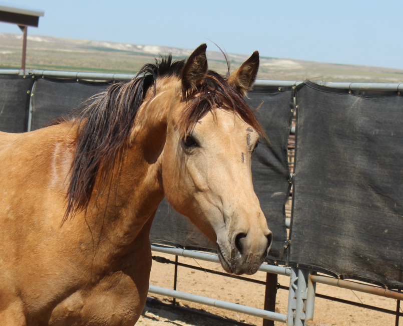 Wild Horse and Burro Online Corral