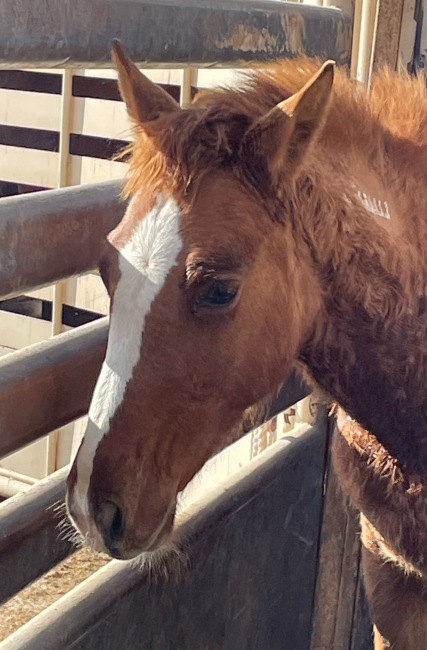 Wild Horse and Burro Online Corral