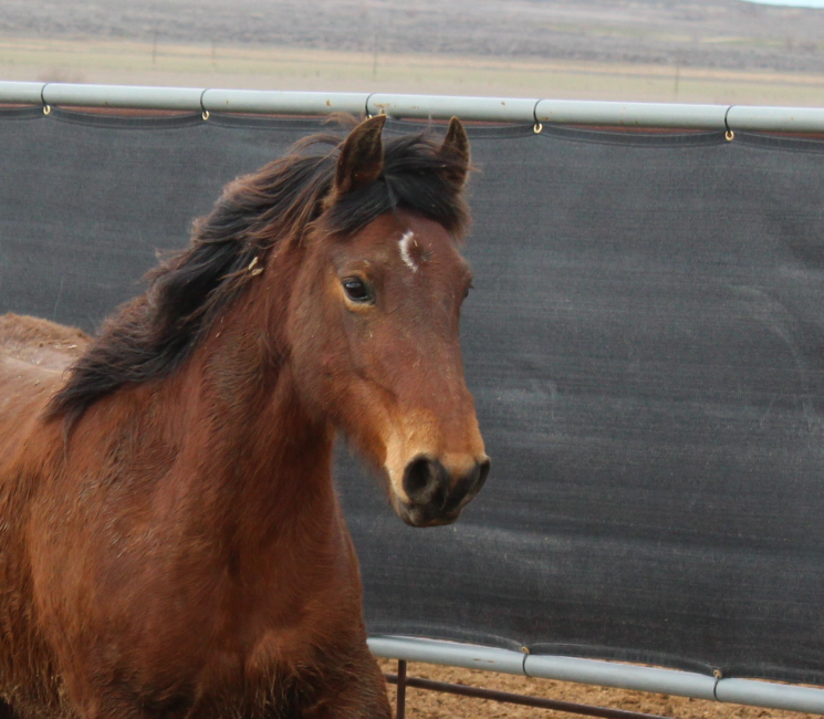 Wild Horse and Burro Online Corral