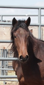 Wild Horse and Burro Online Corral