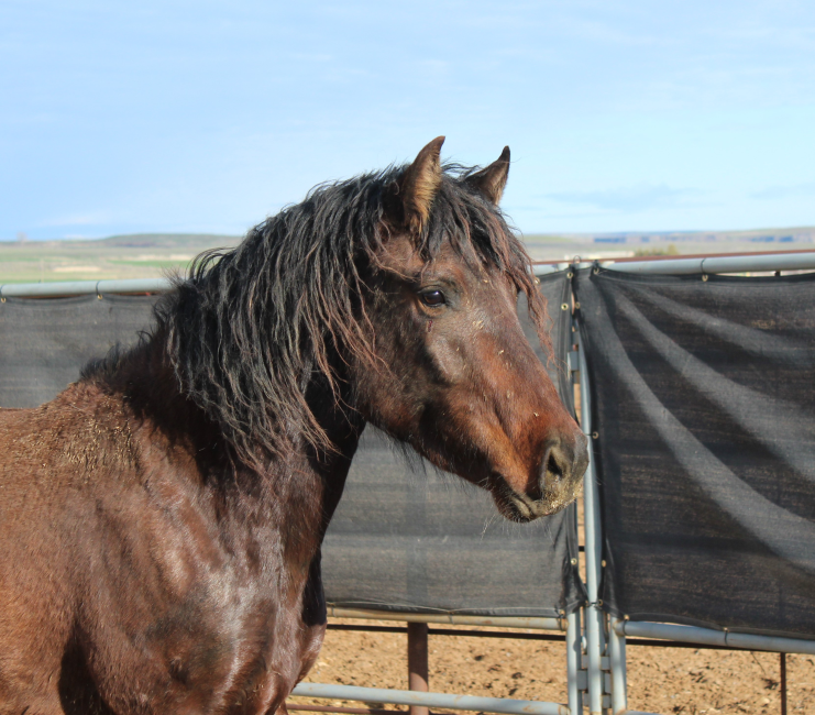 Wild Horse and Burro Online Corral