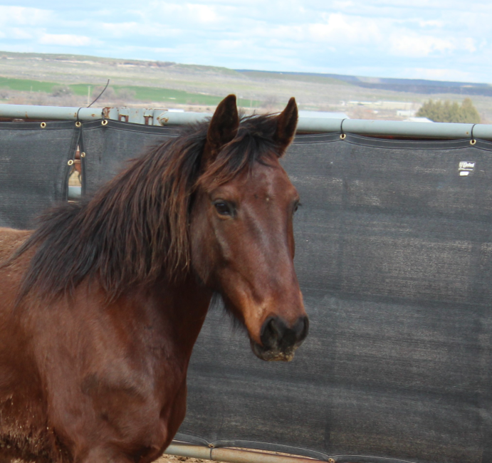 Wild Horse and Burro Online Corral