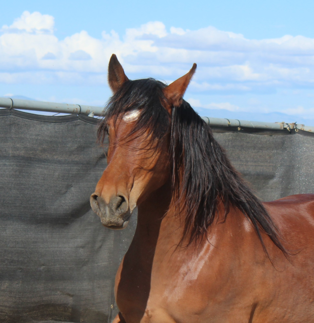 Wild Horse and Burro Online Corral