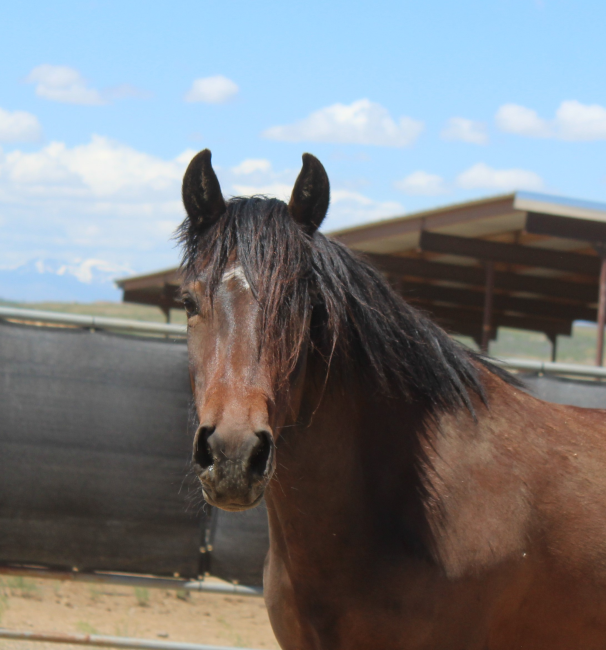 Wild Horse and Burro Online Corral