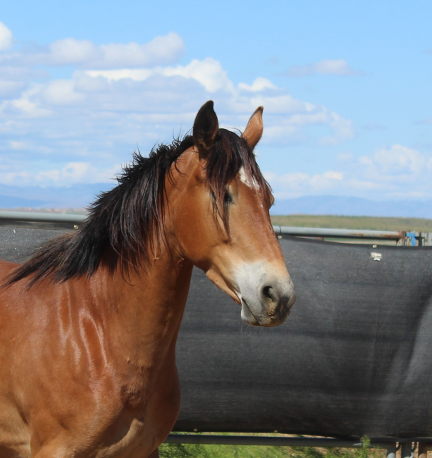 Wild Horse and Burro Online Corral