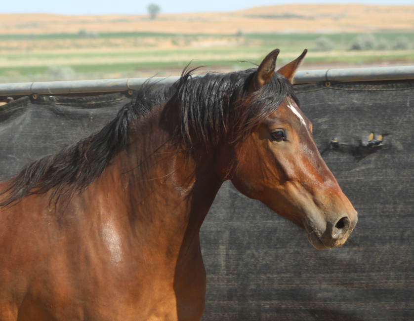 Wild Horse and Burro Online Corral