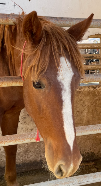 Wild Horse and Burro Online Corral - 3 YEAR OLD SORREL GELDING HORSE (1487)