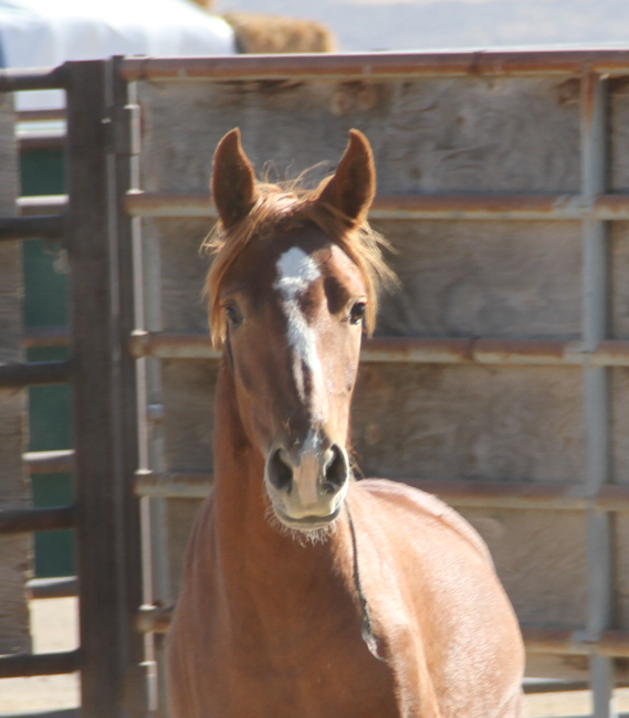 Wild Horse and Burro Online Corral - 3 YEAR OLD SORREL FEMALE HORSE (1487)