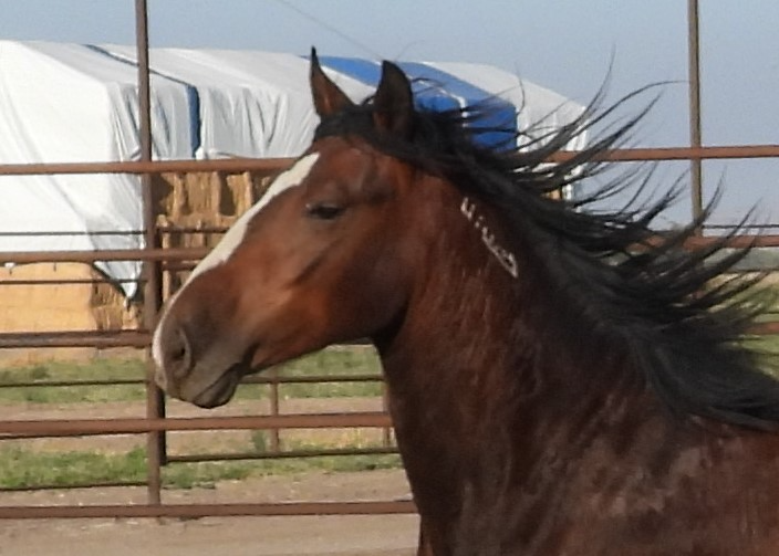 Wild Horse and Burro Online Corral - 4 YEAR OLD BAY GELDING HORSE (6538)