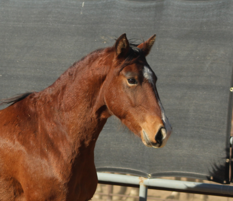 Wild Horse and Burro Online Corral - 7 YEAR OLD BAY GELDING HORSE (2056)
