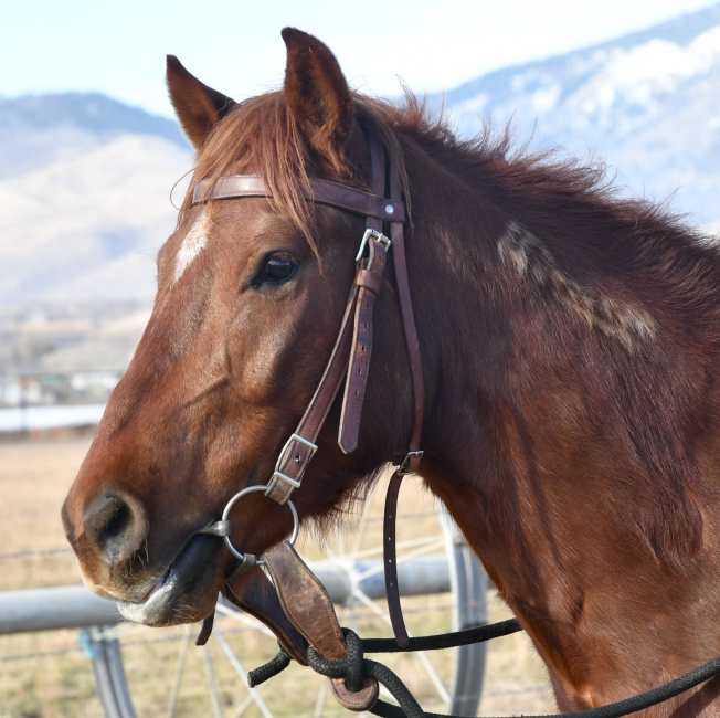 Wild Horse and Burro Online Corral - 5 YEAR OLD SORREL GELDING HORSE (6363)